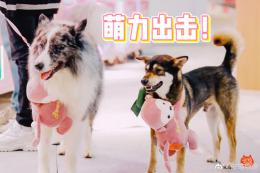 ����������ȶ����ߣ�Ʒ�ƿ�������Ӫ��֮��